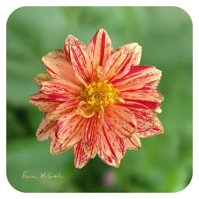 (image for) Hibiscus Orange